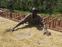 peru organic