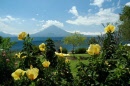 guatemalan shb coffee pods